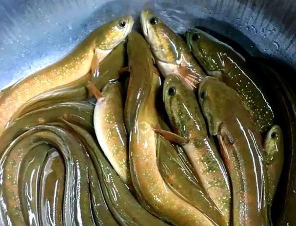 七星魚圖片【七星魚是一種兼具觀賞價(jià)值與食用價(jià)值與食用價(jià)值的獨(dú)特魚類】