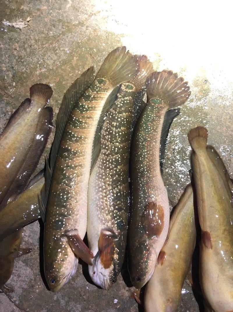 七星魚圖片【七星魚是一種兼具觀賞價(jià)值與食用價(jià)值與食用價(jià)值的獨(dú)特魚類】