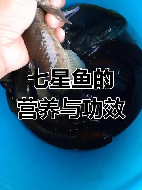 七星魚圖片【七星魚是一種兼具觀賞價(jià)值與食用價(jià)值與食用價(jià)值的獨(dú)特魚類】