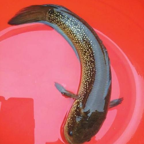 七星魚圖片【七星魚是一種兼具觀賞價(jià)值與食用價(jià)值與食用價(jià)值的獨(dú)特魚類】