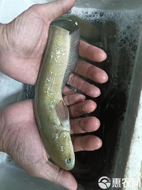七星魚圖片【七星魚是一種兼具觀賞價(jià)值與食用價(jià)值與食用價(jià)值的獨(dú)特魚類】