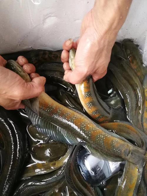 七星魚圖片【七星魚是一種兼具觀賞價(jià)值與食用價(jià)值與食用價(jià)值的獨(dú)特魚類】