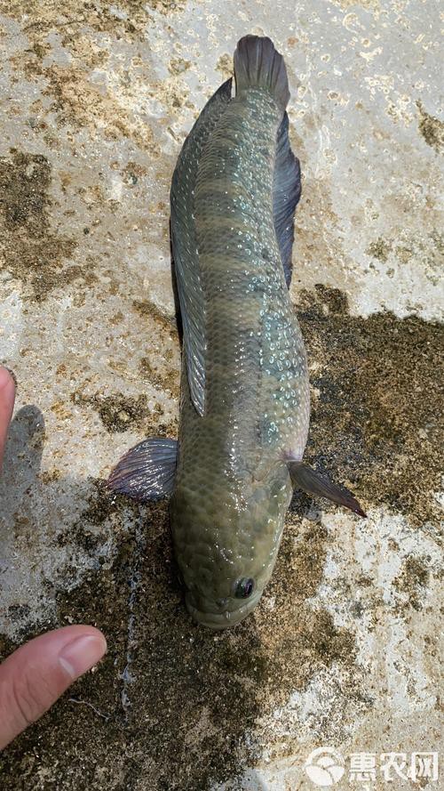 七星魚圖片【七星魚是一種兼具觀賞價(jià)值與食用價(jià)值與食用價(jià)值的獨(dú)特魚類】