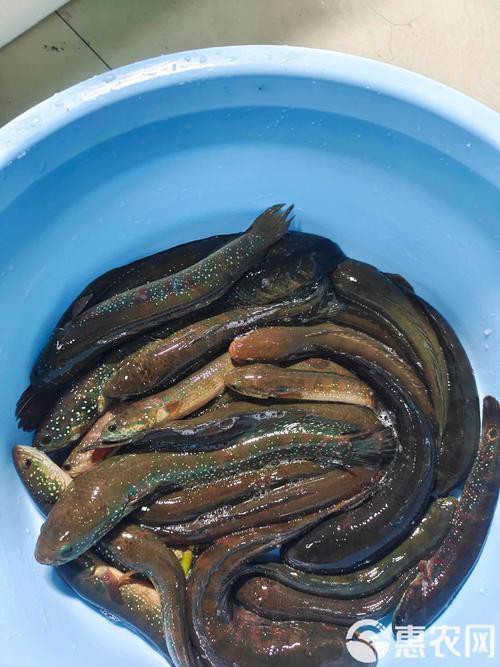 七星魚圖片【七星魚是一種兼具觀賞價(jià)值與食用價(jià)值與食用價(jià)值的獨(dú)特魚類】