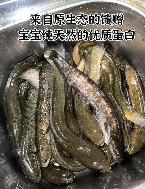 七星魚圖片【七星魚是一種兼具觀賞價(jià)值與食用價(jià)值與食用價(jià)值的獨(dú)特魚類】