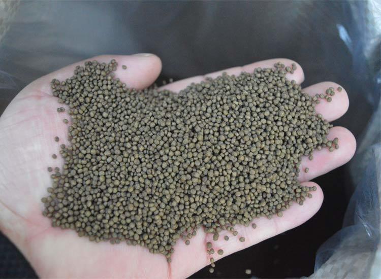 龍虎魟混養對魚缸有什么要求(虎魚多大可以和龍混養)