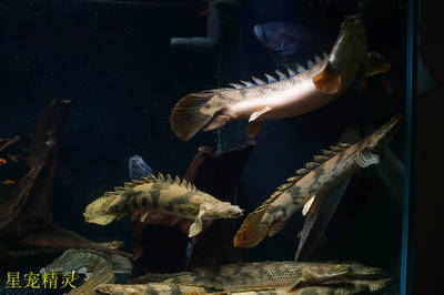 紅龍魚吃金魚好嗎怎么喂