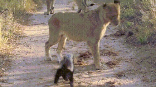 龍魚狀態不好沒食欲怎么調節腸胃好