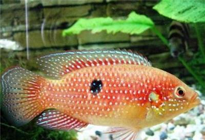 印尼超血紅龍魚長大后的樣子：印尼超血紅龍魚市場價格，印尼超血紅龍魚與普通紅龍區別