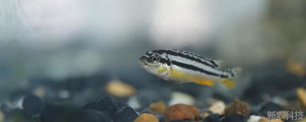 1米5魚缸造景大全：1米5魚缸造景大全，南美原生缸造景大全 1米5魚缸造景大全：1米5魚缸造景大全，南美原生缸造景大全 魚缸百科 第2張