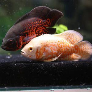 異形魚如何分公母圖解(異形魚如何分公母圖解圖片) 異形魚如何分公母圖解(異形魚如何分公母圖解圖片) 森森魚缸 第2張