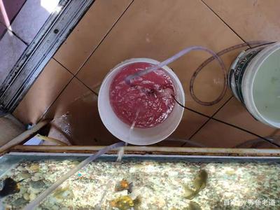 不用水泵的魚缸過濾器怎么用：不用水泵的魚缸過濾器使用方法主要包括以下幾個(gè)步驟
