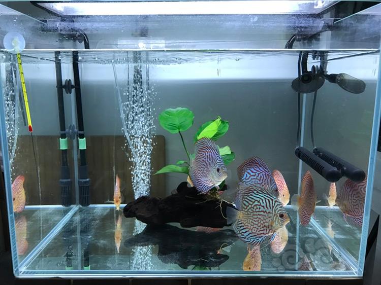 養豬鼻龜會被判刑嗎(養豬鼻龜一定是犯法了么) 豬鼻龜百科 第2張 養豬鼻龜會被判刑嗎(養豬鼻龜一定是犯法了么) 養豬鼻龜會被判刑嗎(養豬鼻龜一定是犯法了么) 豬鼻龜百科 第2張