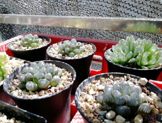 草缸和生態魚缸的區別：生態魚缸與草缸的區別