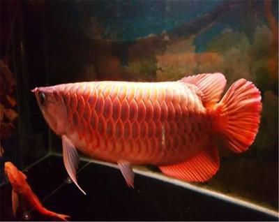 玻璃魚缸怎么開洞:如何在玻璃魚缸上開洞 魚缸百科 第2張 玻璃魚缸怎么開洞:如何在玻璃魚缸上開洞 玻璃魚缸怎么開洞:如何在玻璃魚缸上開洞 魚缸百科 第2張