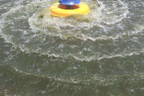 虎魚能漲多大(虎魚長多大才能變明)