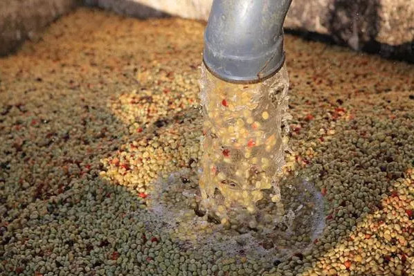 大魚缸清潔魚選什么好：如何選擇合適的大魚缸清潔魚