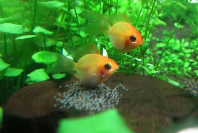 龍魚(yú)吃食少什么原因引起的 龍魚(yú)百科 第2張 龍魚(yú)吃食少什么原因引起的 龍魚(yú)吃食少什么原因引起的 龍魚(yú)百科 第2張