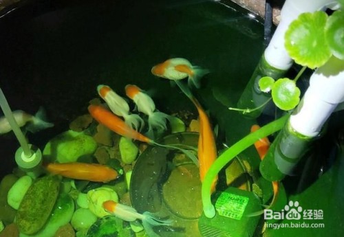 紅龍魚養殖技術發展趨勢：紅龍魚養殖業發展趨勢