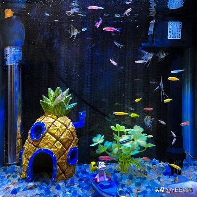 龍魚品質怎么看