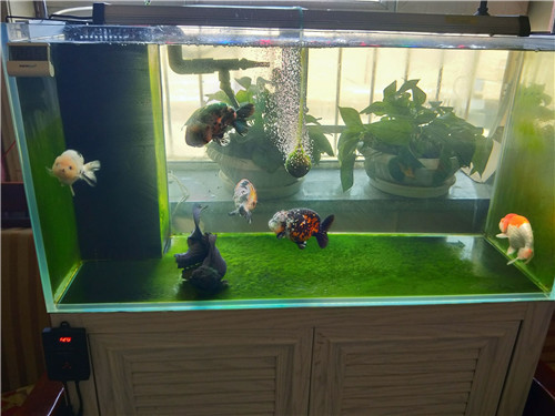 銀龍魚魚缸燈光一直開著行嗎(龍魚缸的燈需要一直開著嗎)