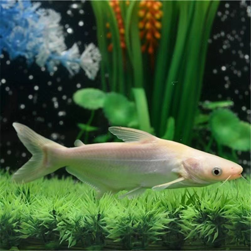 薩伊藍混養龍魚虎魚(薩伊藍魚苗難養嗎)