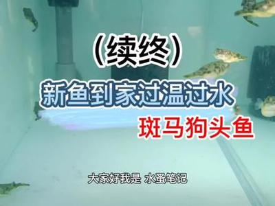 紅龍魚公母怎么分辨圖解：紅龍魚公母分辨