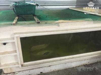 老虎魚圖片及價格(老虎魚百度百科)