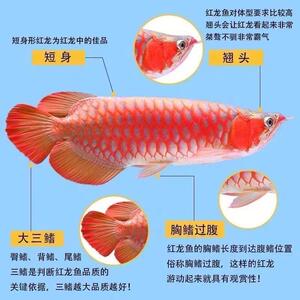 半紅龍魚飼料選擇指南：半紅龍魚飼料的選擇及牌子