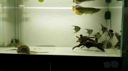 銀龍魚(yú)都喂什么飼料啊圖片(銀龍魚(yú)喂多少顆粒飼料)