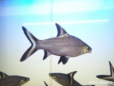 豬鼻龜不吃食什么原因不愛動呢怎么治(豬鼻龜不吃食也不游動怎么回事)