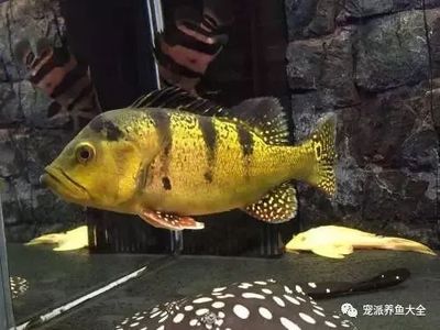 紅龍魚鱗片掉了多久能長出來啊：紅龍魚掉鱗嚴重時如何處理