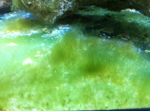 大魚缸最好養的魚：大魚缸中最好養的魚類推薦