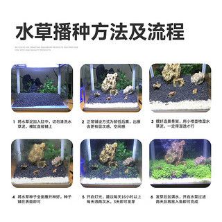 魚缸彩葉草圖片高清：關于彩葉草的一些基本信息
