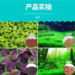 魚缸彩葉草圖片高清：關于彩葉草的一些基本信息