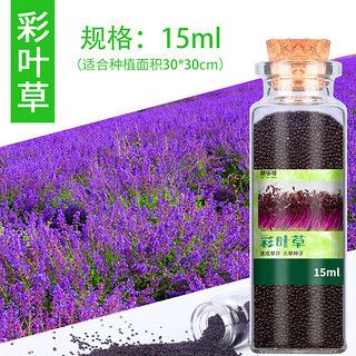 魚缸彩葉草圖片高清：關于彩葉草的一些基本信息