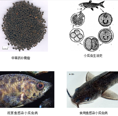 豬鼻龜腐皮用什么藥(豬鼻子龜爛甲腐皮怎么治?)