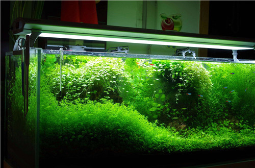 銀龍魚的養殖方法和注意事項有哪些呢圖片視頻(銀龍魚如何喂養)