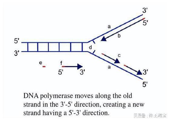 自己家養(yǎng)豬鼻龜犯法嗎(個(gè)人養(yǎng)豬鼻龜犯法嗎)