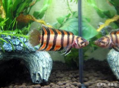 金龍魚(yú)一條的價(jià)格是多少