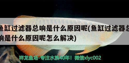 銀龍魚生長周期圖(銀龍魚的生長周期)