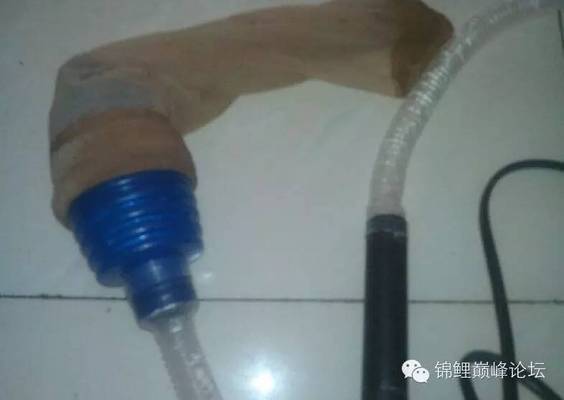 和豬鼻龜一樣可以深水養的龜(豬鼻龜可以深水養嗎)