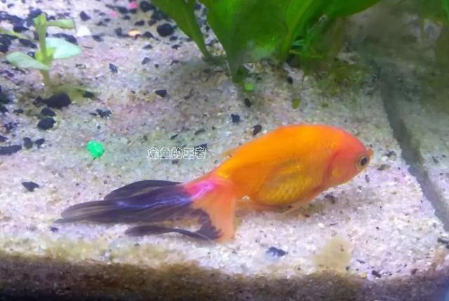 紅龍魚缸背景圖高清：紅龍魚缸背景圖的高清效果