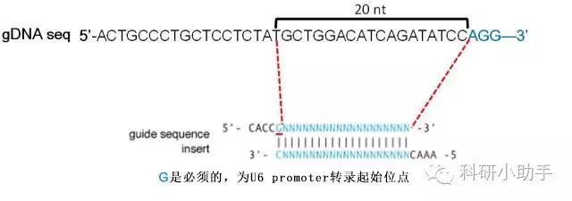 銀龍魚一個眼睛突出吃什藥可以治(銀龍魚一只眼睛凸出來)