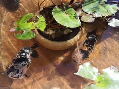 一條紅龍魚大概要多少錢：紅龍魚價格走勢分析紅龍魚飼養(yǎng)技巧與心得