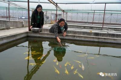 虎門魚缸銷售或定制服務：虎門地區提供魚缸銷售或定制服務的地點