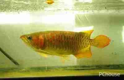 紅龍魚一個月長多少厘米：紅龍魚一個月生長速度受到多種因素影響，紅龍魚水質管理關鍵點