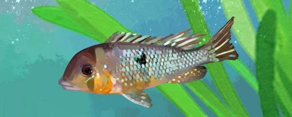 龍魚多大吃小魚比較好