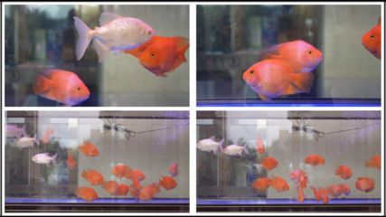 虎魚毒性有多強圖片(虎魚有毒的那種)