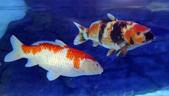 多邊形魚缸安全嗎視頻：關于多邊形魚缸安全性的問題